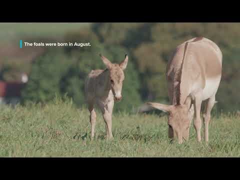 Video: Smithsonian Conservation Biology Institute Kunngjør Fødselen Av 4 Truede Przewalski-hester, Og Du Kan Hjelpe Med å Nevne En