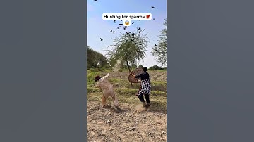Hunting for sparrow🐦‍🔥😱#hunting #birds #birdhunting #shorts #viralshorts #foryou