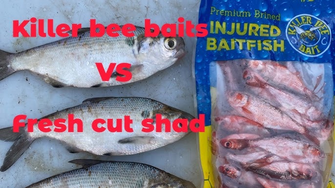 The BEST WAY We Freeze Our Gizzard Shad for Catfish Bait #catfishing  #fishing #castnetfishing #bait 