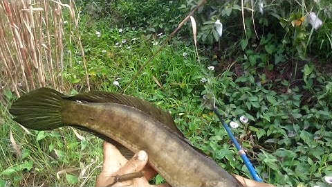 Kích cá mương rau muống trúng cá lóc khủng quá phê | kích cá miền tây 