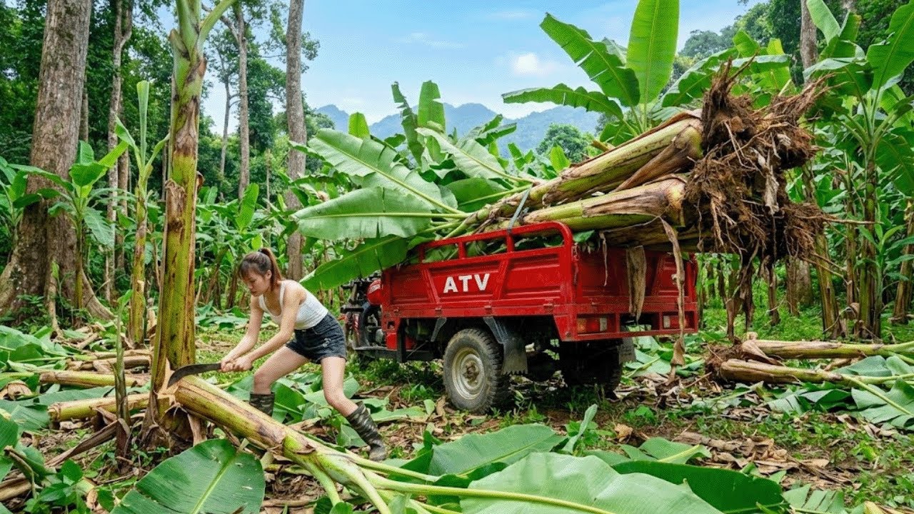 Using  Four Wheel Vehicle Harvest Banana Plants In Forest and Make Feed For Livestock