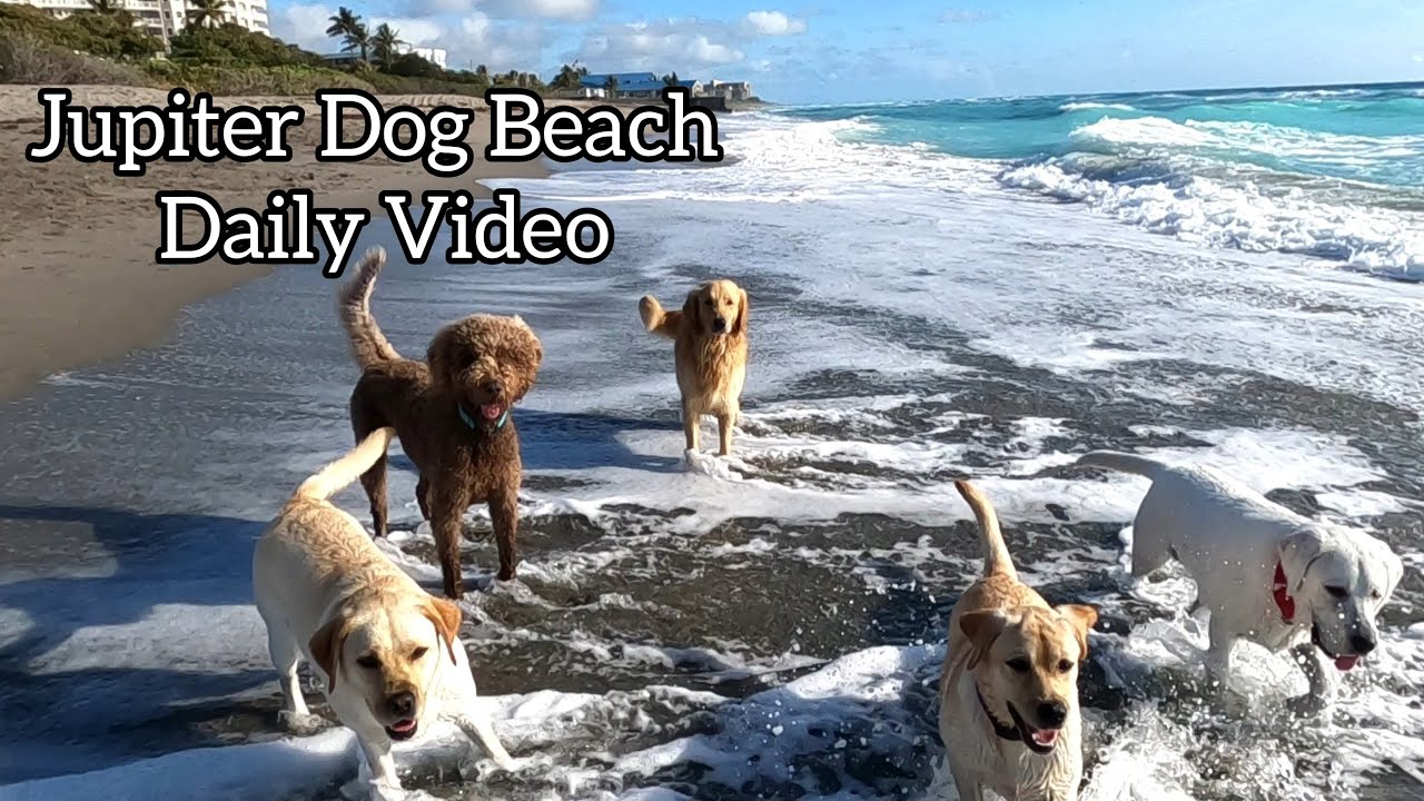 What Goes On At The OffLeash Dog Beach YouTube