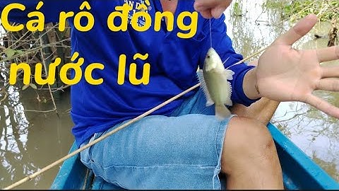 Bữa nay anh em mình cùng đi câu cá rô đồng mùa nước lũ quá trúng #t39#locnguyenag 