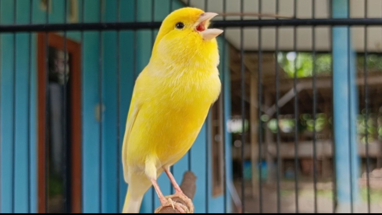 Muito bom Canário Belga  para o seu mestre canário HD - SIGNATURE CANARY