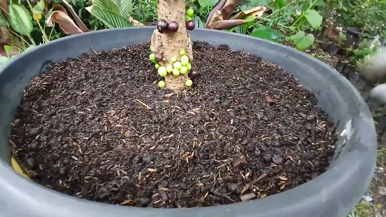 Perawatan Dan Perlakuan Pohon Anggur Brazil Di Musim Hujan. @aliftoni09