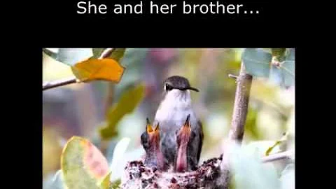 A Hummingbird's Story: How I Came to Be