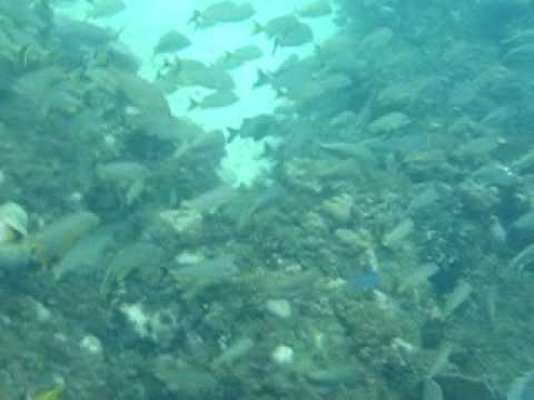 SNORKELING AT SEA BASE