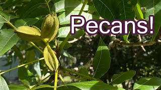 Pecan Nut Set (Two in One Planting)