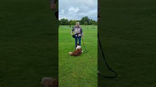 Border Collie training  excited around dogs