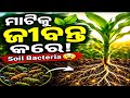 ମାଟିରେ ଭଲ bacteria ନଥିଲେ ଗଛ ଦୁର୍ବଳ ହୁଏ 😲