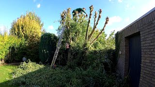 I took a CHIPPER with me to clean a small OVERGROWN BACKYARD after Pruning