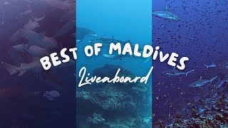 Best of Maldives | Liveaboard Diving | December 2023