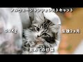 初めて仔猫を飼う事になりました。ノルウェージャンフォレストキャットお迎え初日の先住犬との様子