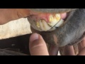 Como Saber a Idade do Cavalo Pelos Dentes?