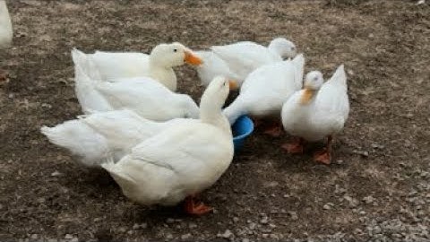 Feeding Time! #dinner #food #chickens #ducks #turkeys #geese #hens #backyardchickens #animals #farm
