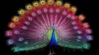 3d hologram video 3D Bird Hologram Futuristic Neon Colors Full-Color Hologram