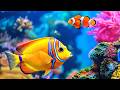 4K Coral Reef Aquarium 🐠 Exotic Tropical Fish & Stunning Ocean Relaxation for Stress Relief