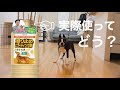 滑り止めコーティング剤実際塗った感想　犬用　ワックス　フローリングに♪【ボストンテリア】