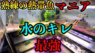 水のキレ✨大定評！！圧倒的凄腕飼育マニア　ナリケン水槽『アルタムエンゼル』『コリドラス』『デルヘッジ』『アメシク』『アフシク』『キクラ』ブラックアロワナ』大型魚〜中型魚　満載　アクアリウム