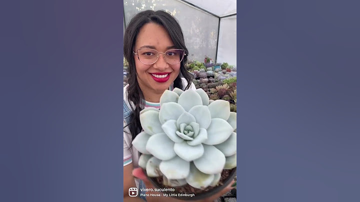 5 SUCULENTAS MEXICANAS “vallan a ver el nuevo video que acaba de subir CANDY BU“ @candybuplantas