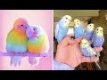 Smart and funny parrots parrot talkings compilation 2024  cute birds 27