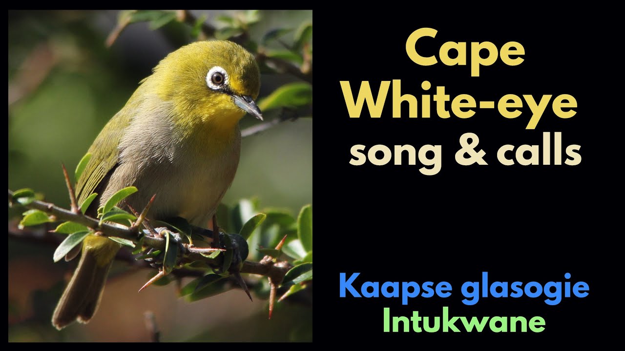 Песни и крики мыса Белоглазка