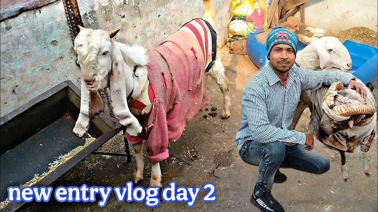 Per Entry Sabri goat farm per Hui new entry || vlog day 2/ 24/10/ 2025 # ...