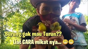 Cara Mikat Burung SABUN yg gak mau turun #Alias Burung Cipoh/Sirtu.
