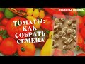 ПОЛНАЯ ИНСТРУКЦИЯ ПО СБОРУ СЕМЯН ТОМАТОВ. #томаты_на_семена#семенной_материал