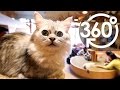 【いきもの目線】猫カフェ①（360Lives　/　cat cafe vol.1）