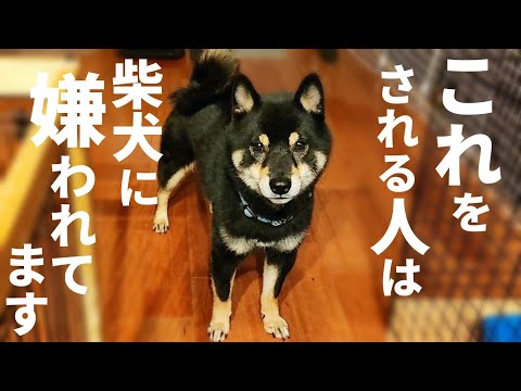 あなたは嫌われてるかもしれません。柴犬にこの仕草をされると…【黒柴犬】【豆柴】【shiba inu】