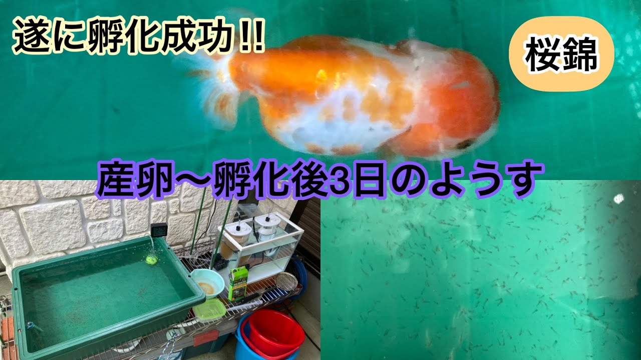 桜錦 待ちに待った桜錦の産卵 孵化に成功 ドタバタ飼育記録 Youtube