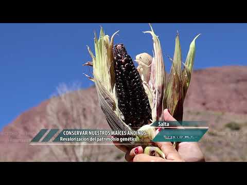 Conservar nuestros maíces andinos