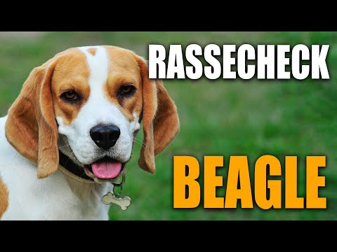 Video: 4 Möglichkeiten, einen Boxer-Welpen zu trainieren