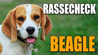 Beagle Rassecheck   Rasseportrait Beagle, Rassebeschreibung, Informationen zur Rasse