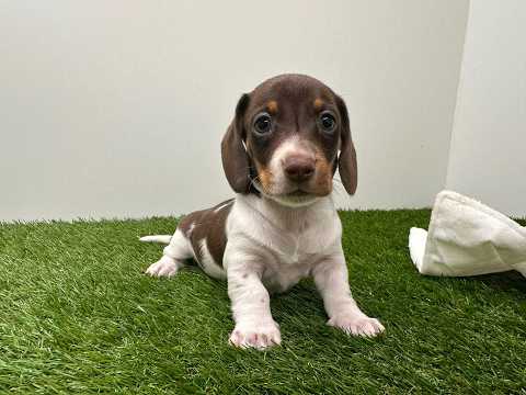 Video van Teckel Male Tricolor - PUP-ID 010725200 | Dierenhof Debrabandere