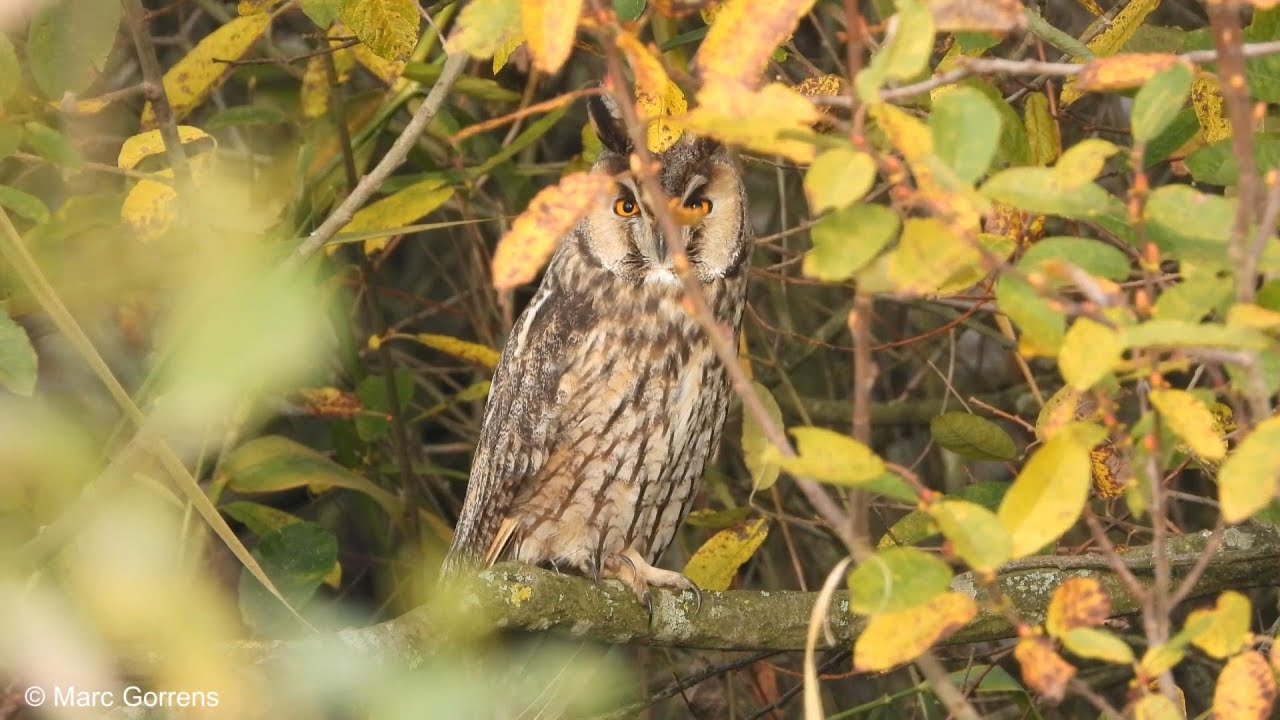 Roestende ransuilen Viersels Gebroekt 12 nov 2021