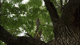 The Legacy of Denver Trees | Be A Smart Ash
