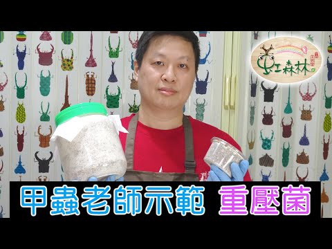 重壓菌 鍬形蟲幼蟲食材 鍬雞母蟲吃什麼★ 虹森林chentsei甲蟲老師 ★