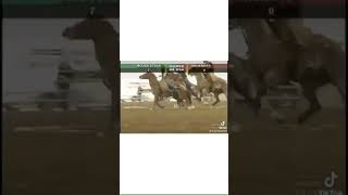 Ox Game USA 🇺🇸#horse #ox #racing #rodeo #western #cowboys #cowgirls#games #action screenshot 5