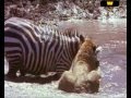 Lion vs. zebra