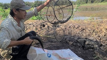 Trúng Lớn Một Bao Đầy Cá Lóc Khi Thăm Lại Dàn Lờ Cặp Mé Cỏ Ruộng Lúa