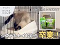 デオトイレを再利用！固まる砂へのスムーズな移行方法 #54