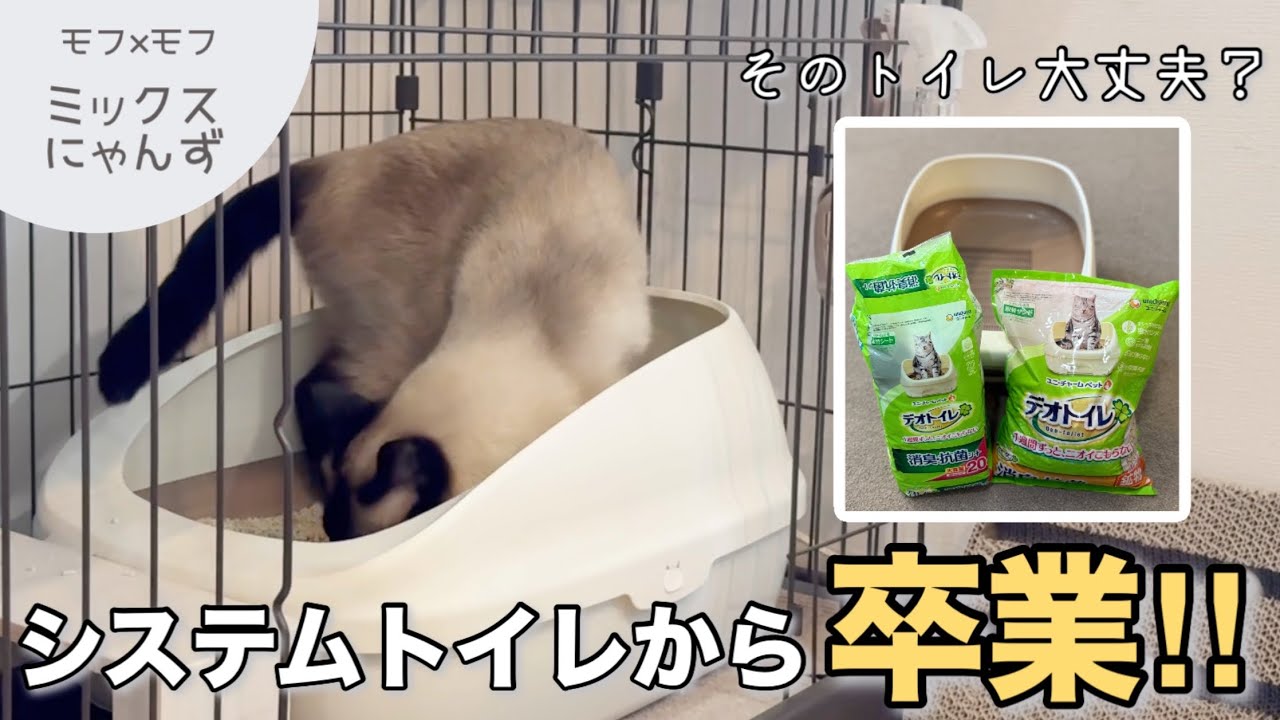 【検証】システムトイレvs固まる猫砂|まさかの結果に驚愕‼︎ #54