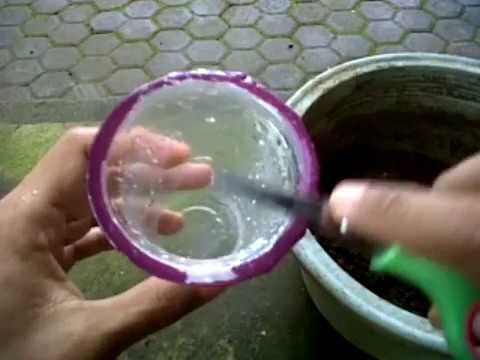 Cara Menanam Rambutan Dari Biji Cepat Berbuah Youtube