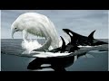 Who turned out to be the white woolly monster that got into a fight with killer whales?