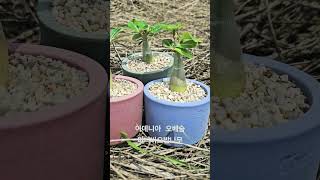 미니어처같은 귀요미 오베숨