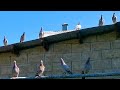 Мои почтовые голуби (Сапсан в поисках добычи)Sport pigeons (peregrine falcon in search of prey)