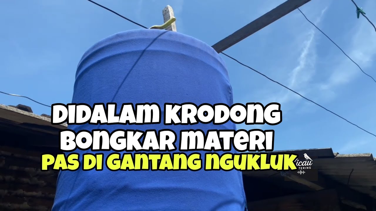 Saat di dalam krodong bongkar materi saat di gantang cuma ngukluk problem murai batu
