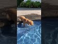 My Dogs First Time Swimming 